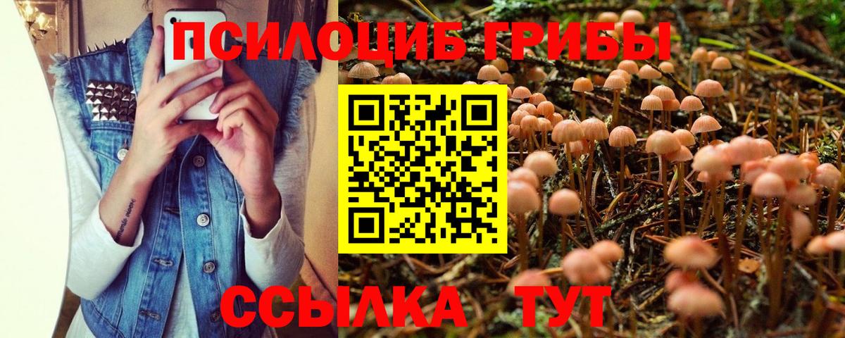 Галлюциногенные грибы Psilocybe Тольятти
